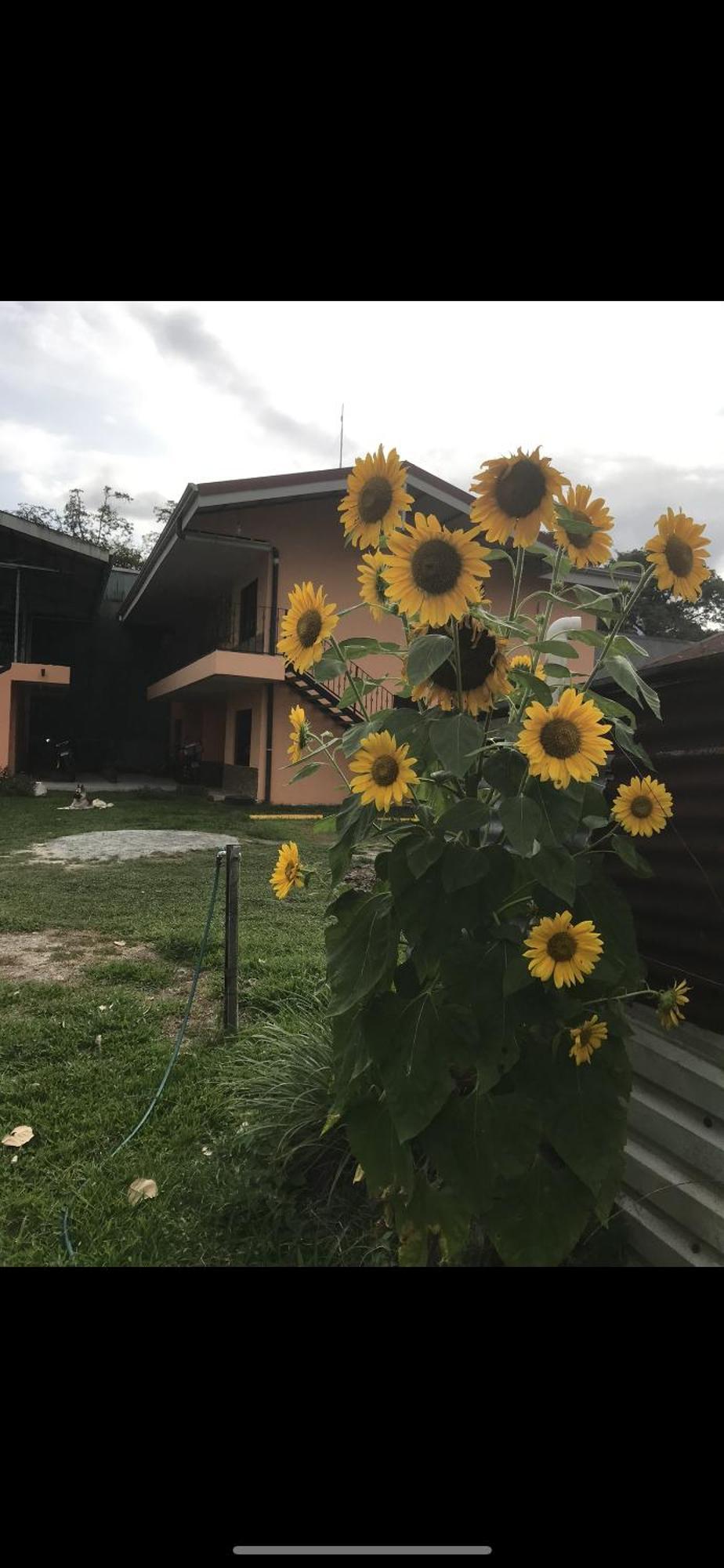 Sky Hostel La Fortuna Kültér fotó